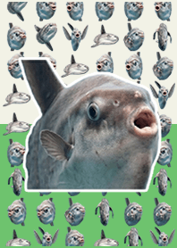 Ação ao vivo de peixe-lua Pop Green