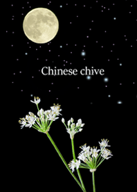 Chinese chive flower!
