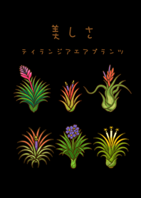 エアプラントの開花(純粋な黒)