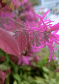 Vibrant Pink Fringe Flowers