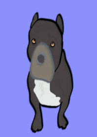 帥氣的比特鬥牛犬