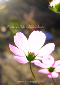 A marriage of light and cosmos flowers