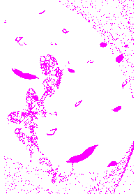 Flower butterfly dance{PW_NC)