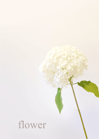 Fresh hydrangea flowers3.