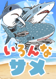 いろんなサメが毎日見れる！SHARK ALL STAR
