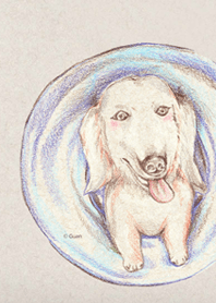 Lovely Dachshund