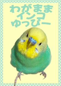 わがままインコゆっぴー着せ替え