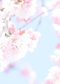 Japanese SAKURA Theme