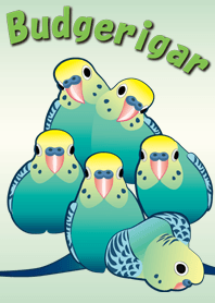 Changing clothe of Budgerigar