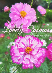 Lovely Cosmo