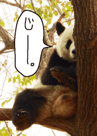 じーと見るパンダ