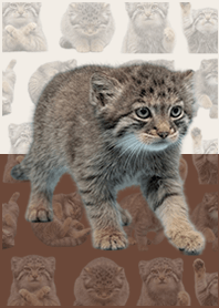 嬰兒曼努爾貓 棕色