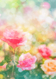 Beautiful rose flower(R1782)