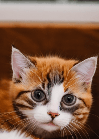 Cats run wild #CaCXR013.