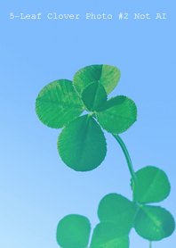 5-leaf clover Photo #2-3Not AI