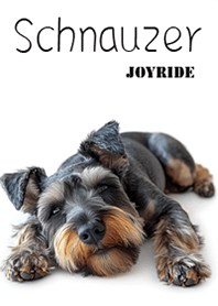 Schnauzer2