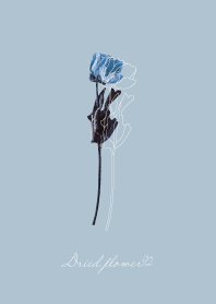 Dried flower_relax time_05_02