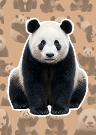 真実熊貓 標準米色
