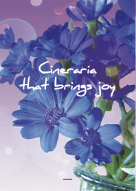 Purple : Cineraria that brings joy
