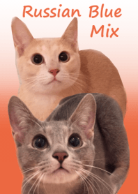 ふたごにゃんこ ロシアンブルーmix
