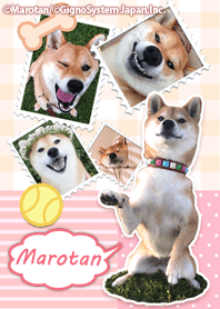 柴犬・マロたん 着せかえ