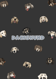 dachshund4 / carbon