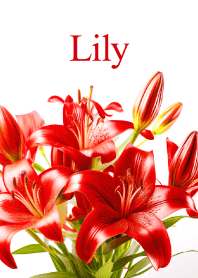 "Lily vol.10" theme