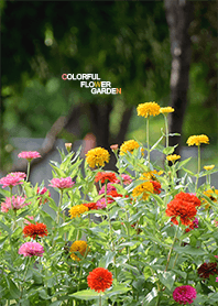 Colorful Flower Garden