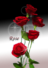 Chic rose 3