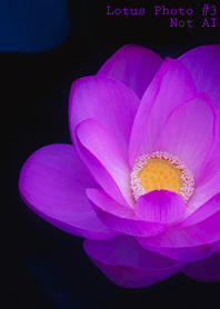 Lotus Photo #3-11 NotAI