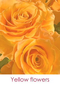 Yellow flowers-hisatoto 69