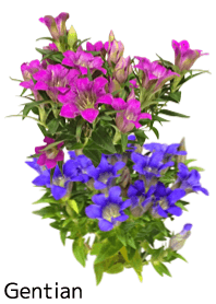 A lot of gentian