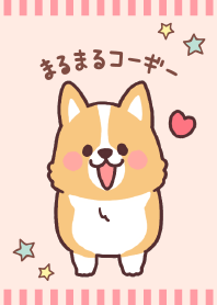 fluffy fat Corgi