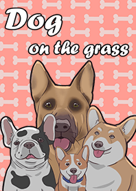 dog on the grasss
