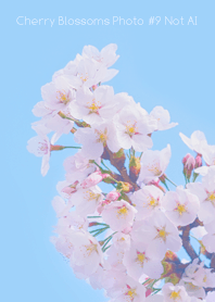 Cherry Blossoms Photo #9-1 NotAI