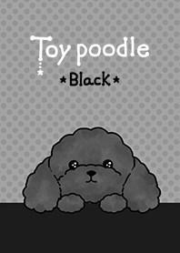 cute toy poodle black