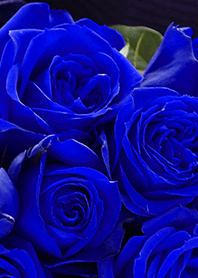 【flower】blue rose