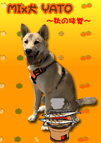 Mixed dog YATO The taste of autumn