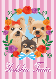 Various yorkshire terriers -rose-