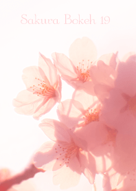 Sakura Bokeh 19