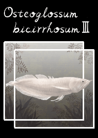 銀龍魚（Osteoglossum bicirrhosum）
