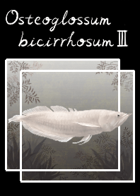 albino silver arowana