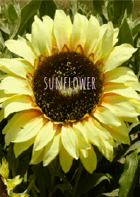 sun flower!