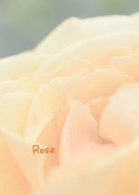 Rose Theme ver.Japan 4