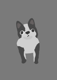 Black and white dogs