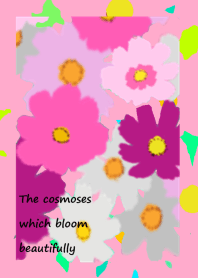 The cosmoses which bloom beautifully