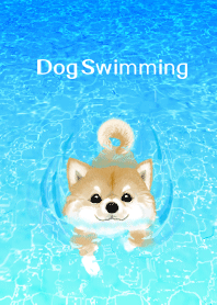泳ぐ犬 : 柴犬