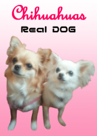 Real DOG Chihuahuas
