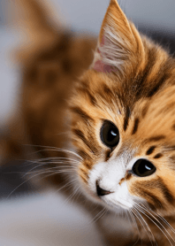 Cats run wild #CaBVN016.