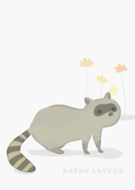 あらいぐま